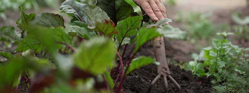 CSI Garden Programs