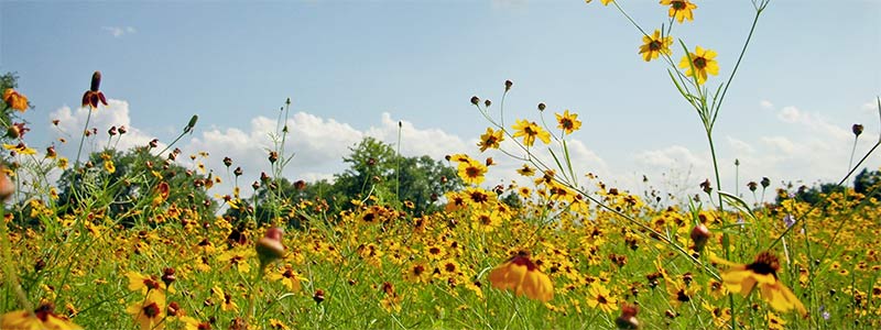 The Role of Weeds and Insects