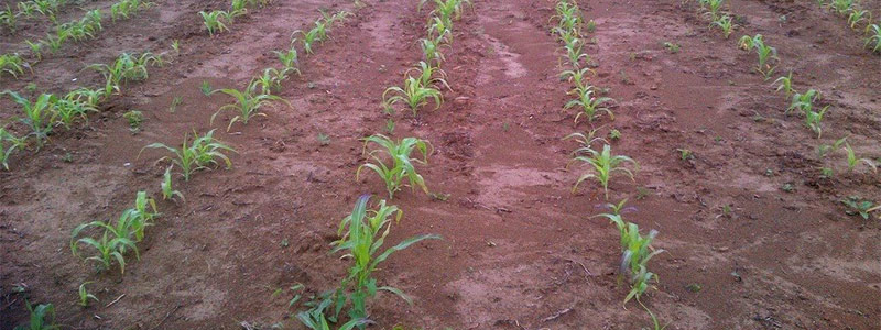 CSI Grower Grazier Newsletter – Fall 2014
