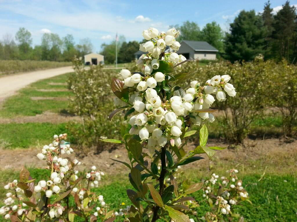 Photos from Our Growers