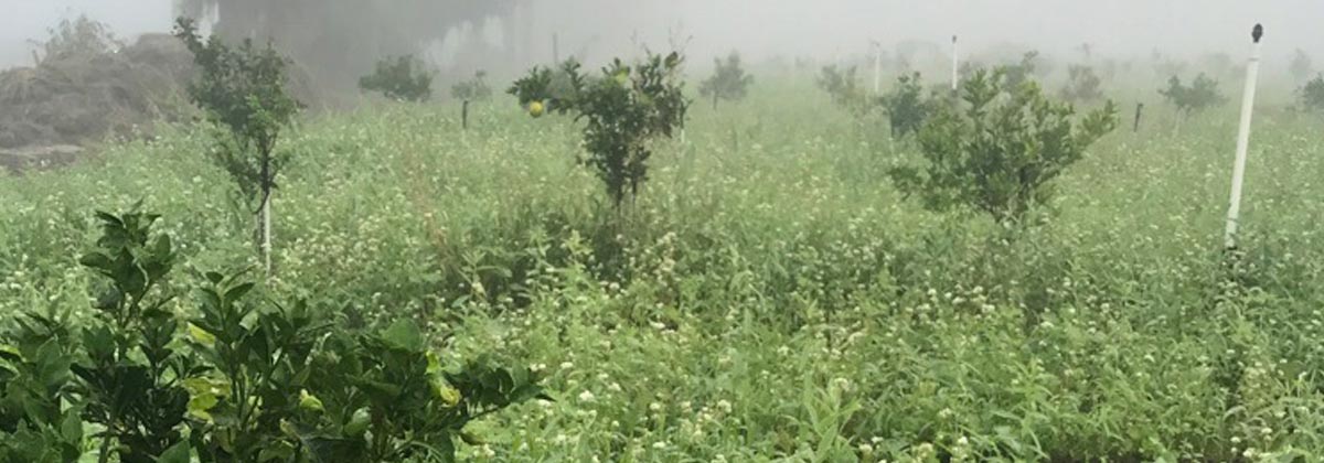 Cover Crops in Citrus Grove