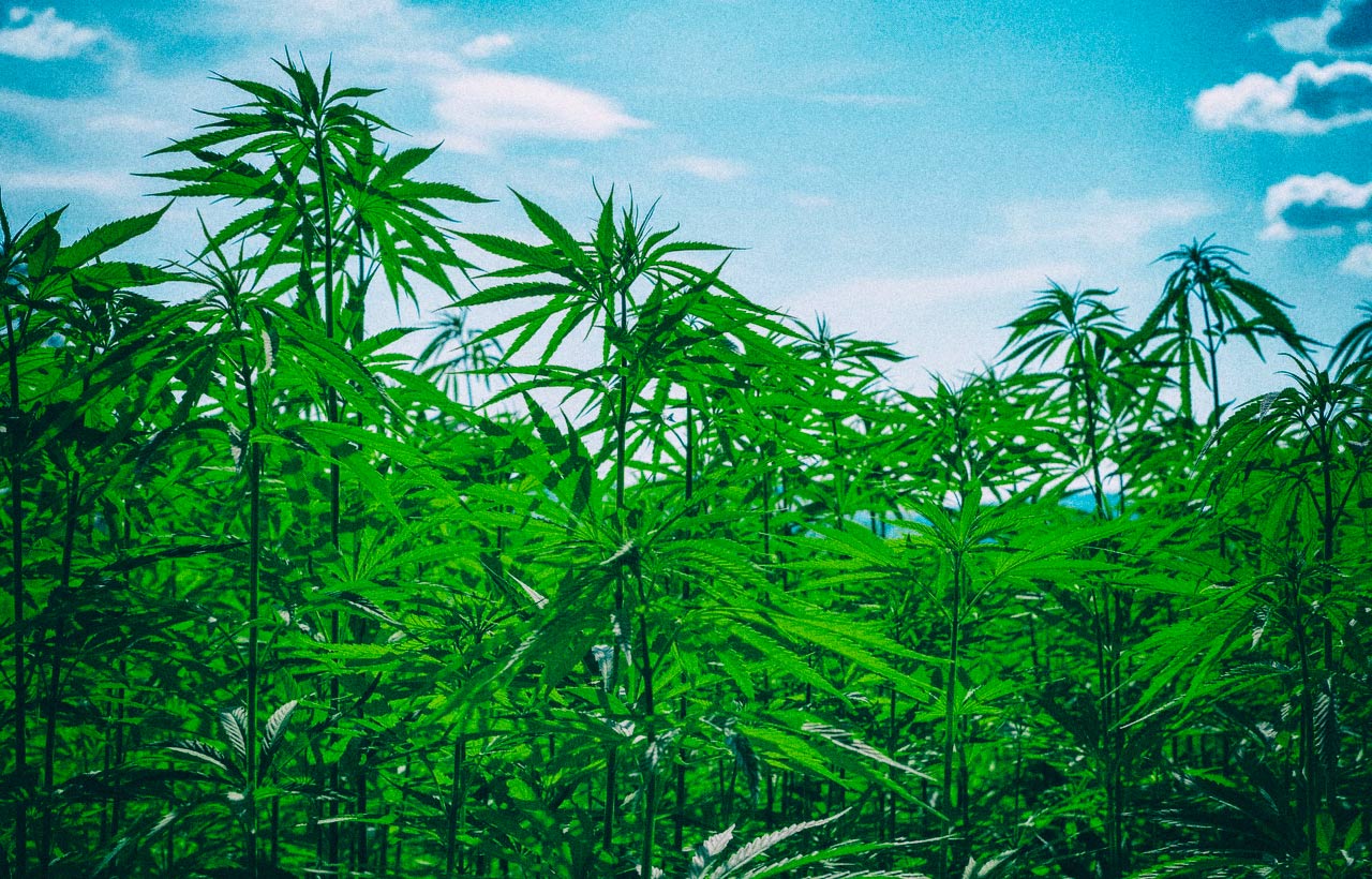 Cannabis and Hemp Production…Soil Testing is the Basis!